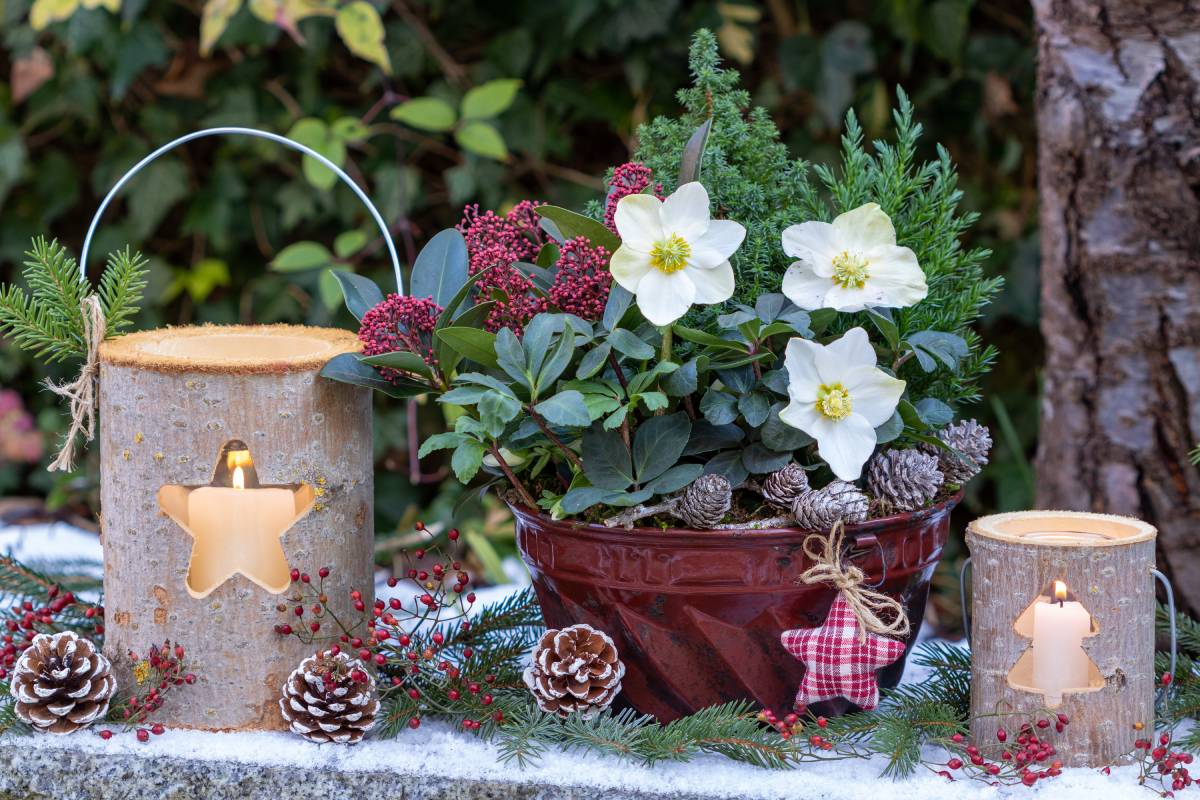Hellebore or Christmas Rose and Christmas themed decorations