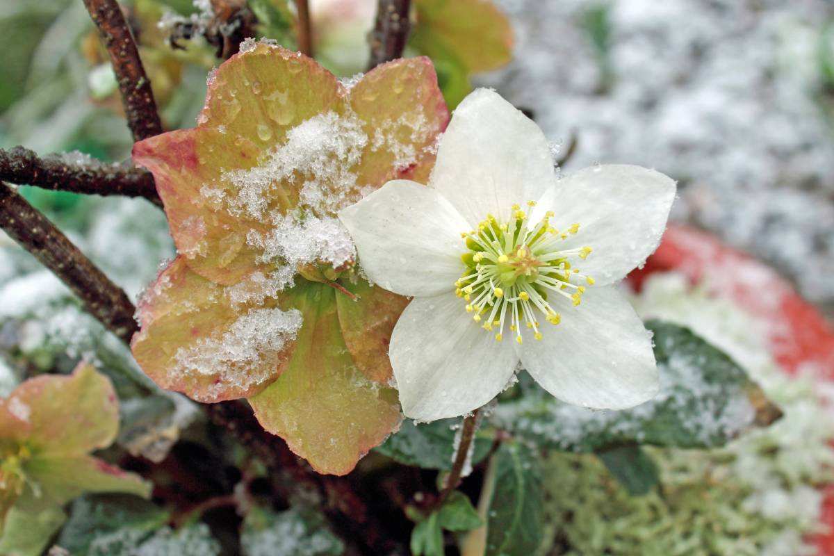 Hellebore in the snow
