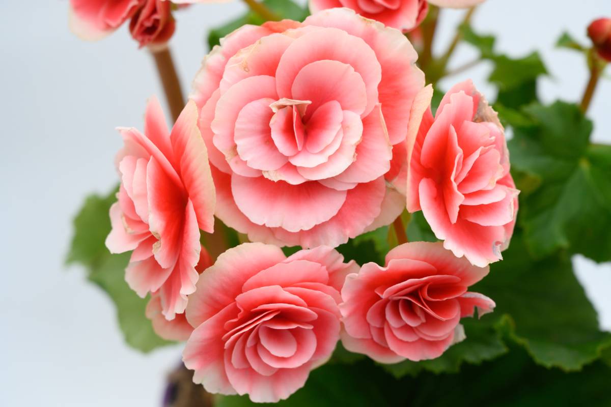 Pink Giant Begonia