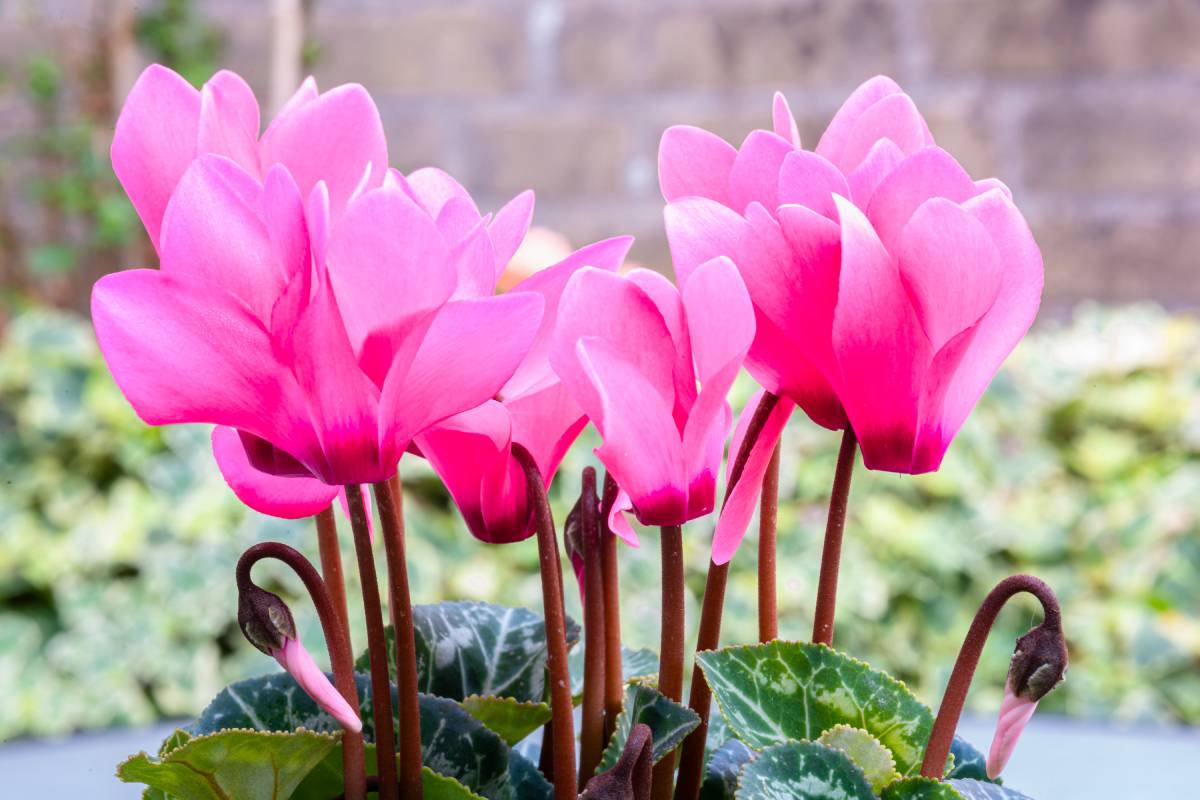 Pink cyclamen