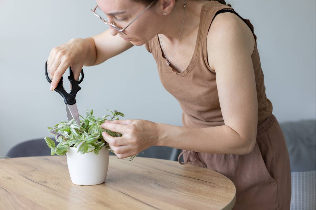 Pruning the plant of misery