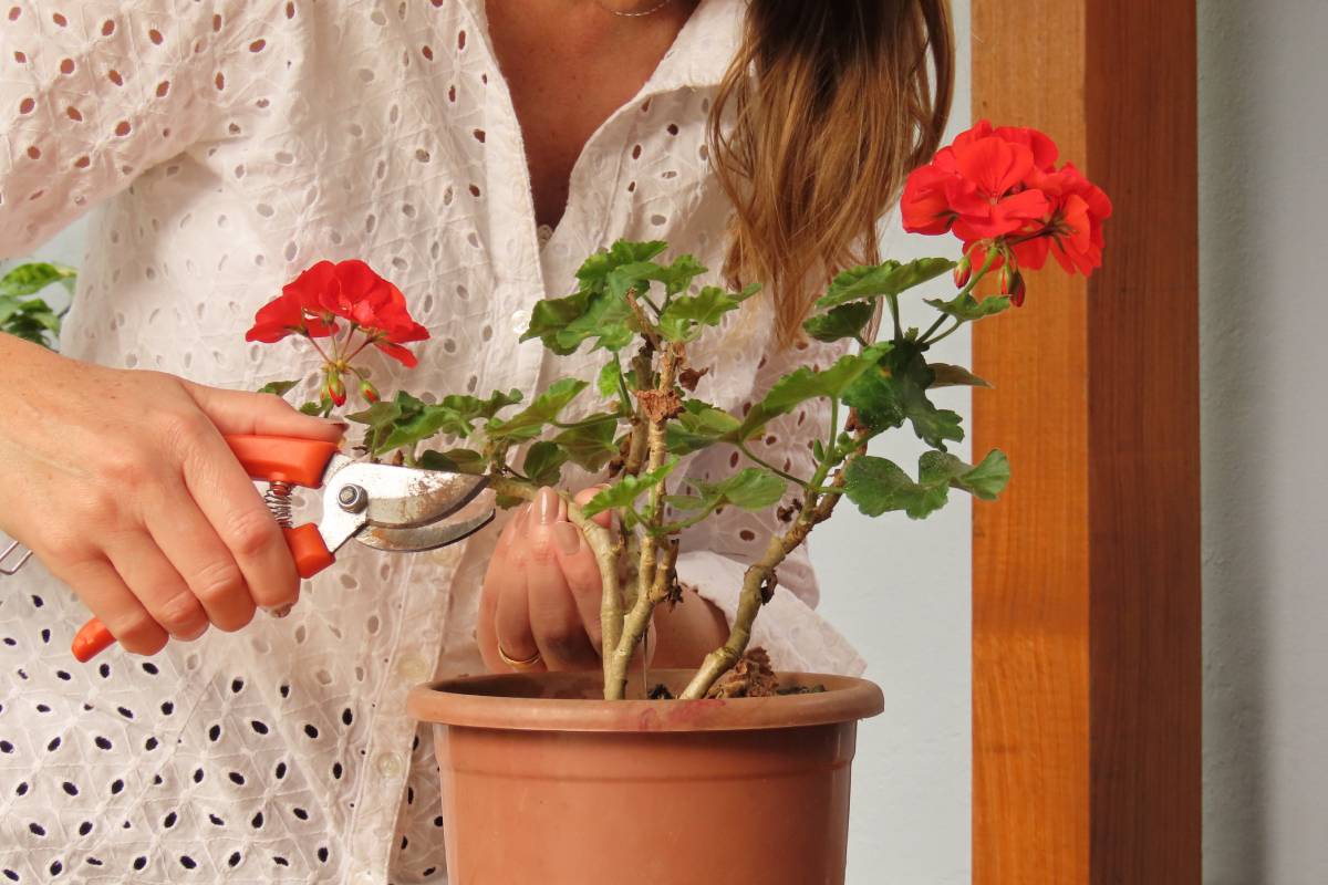 Woman pruning geranium