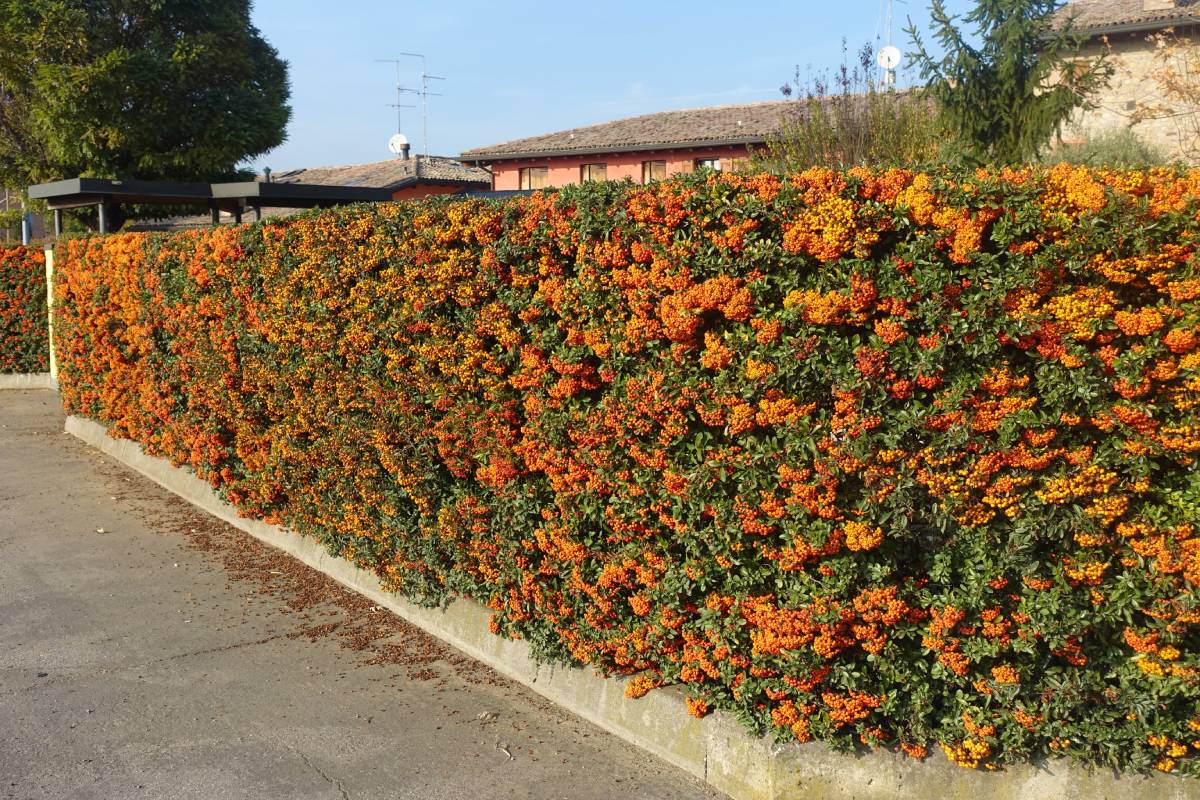 Piracanta hedge