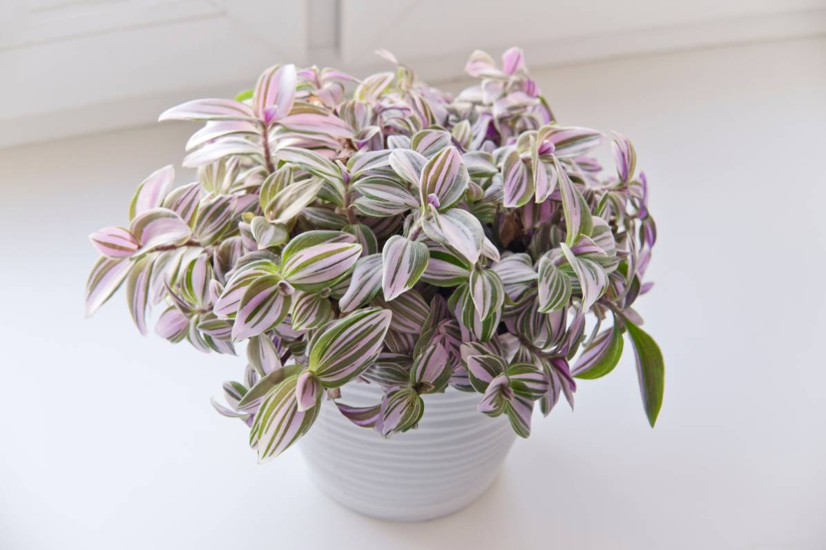 Tradescantia Nanouk