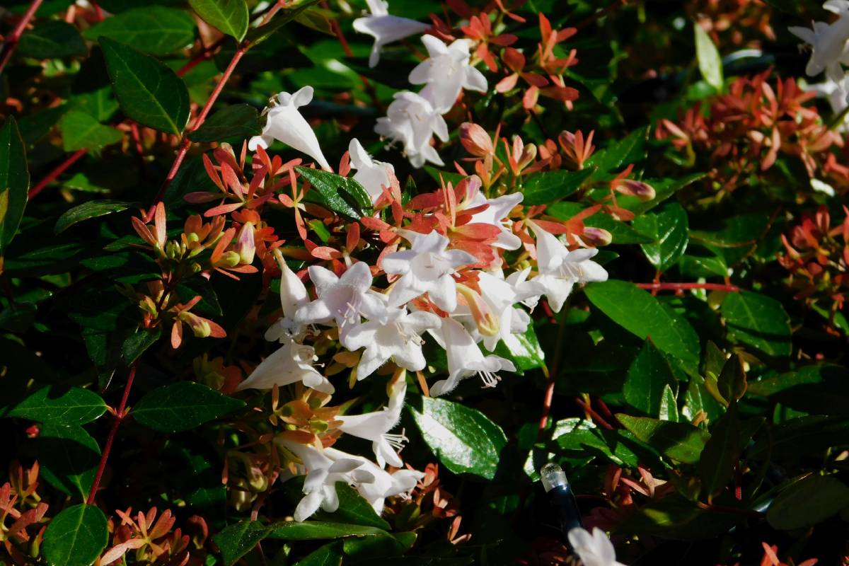 Abelia grandiflora