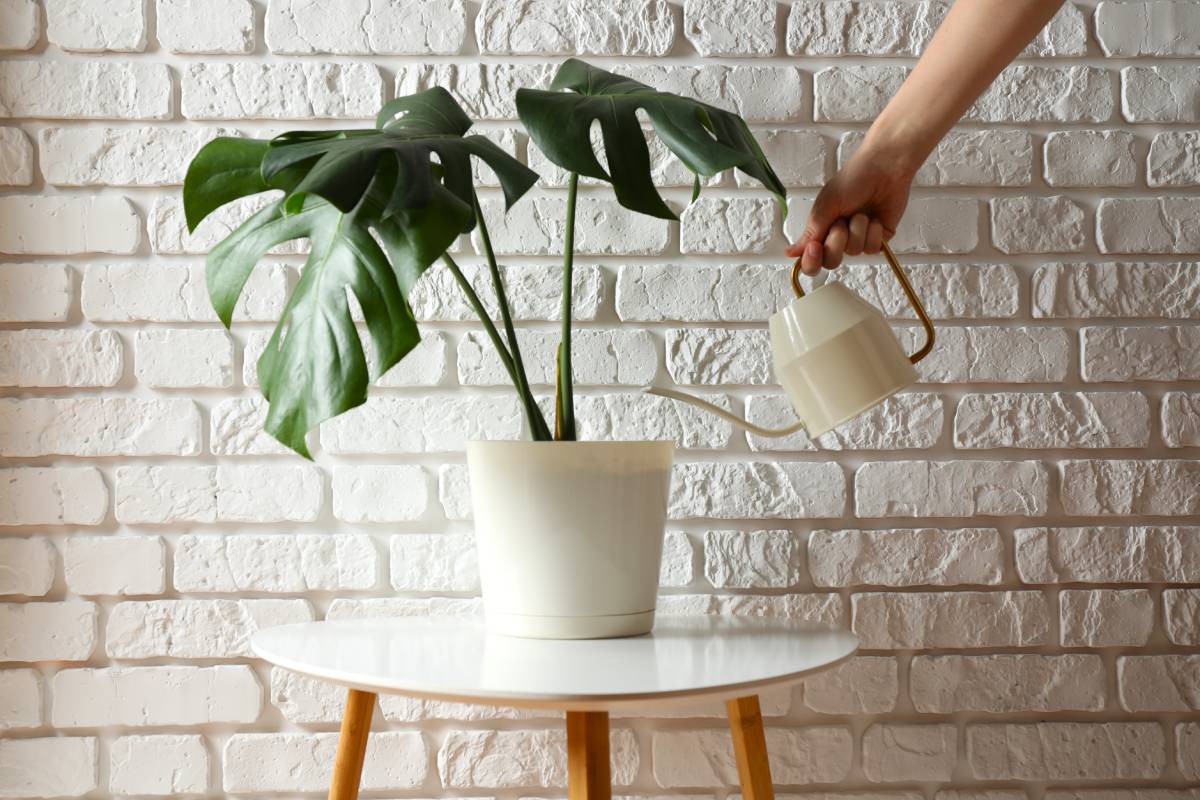 Watering the Monstera Thai Constellation 
