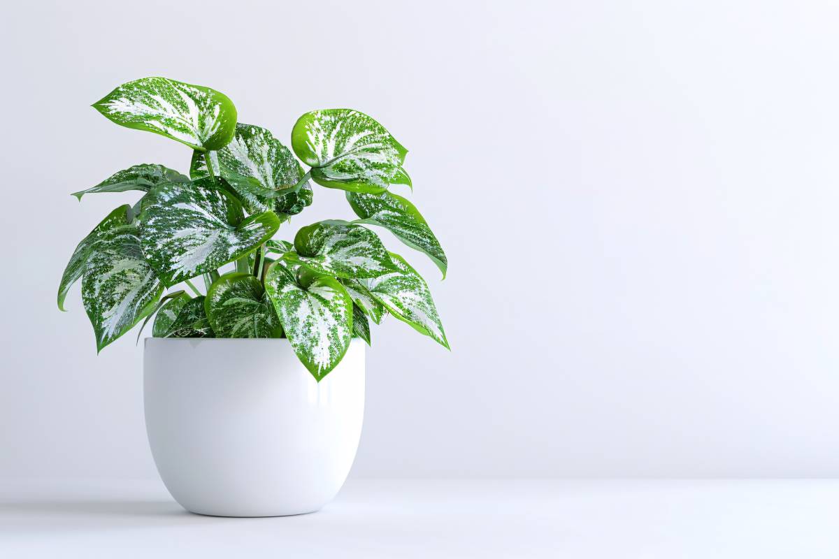 Monstera Thai Constellation Variegata