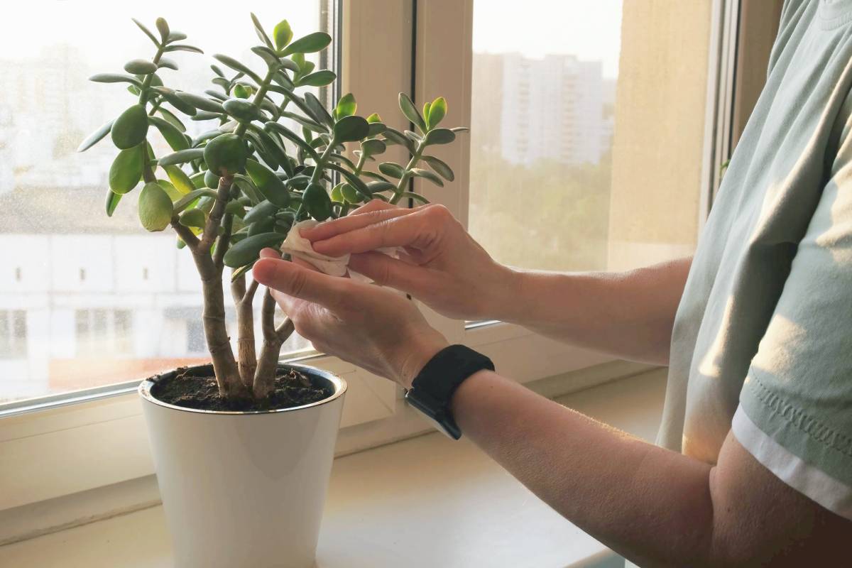 Cleaning the leaves of the Jade Tree
