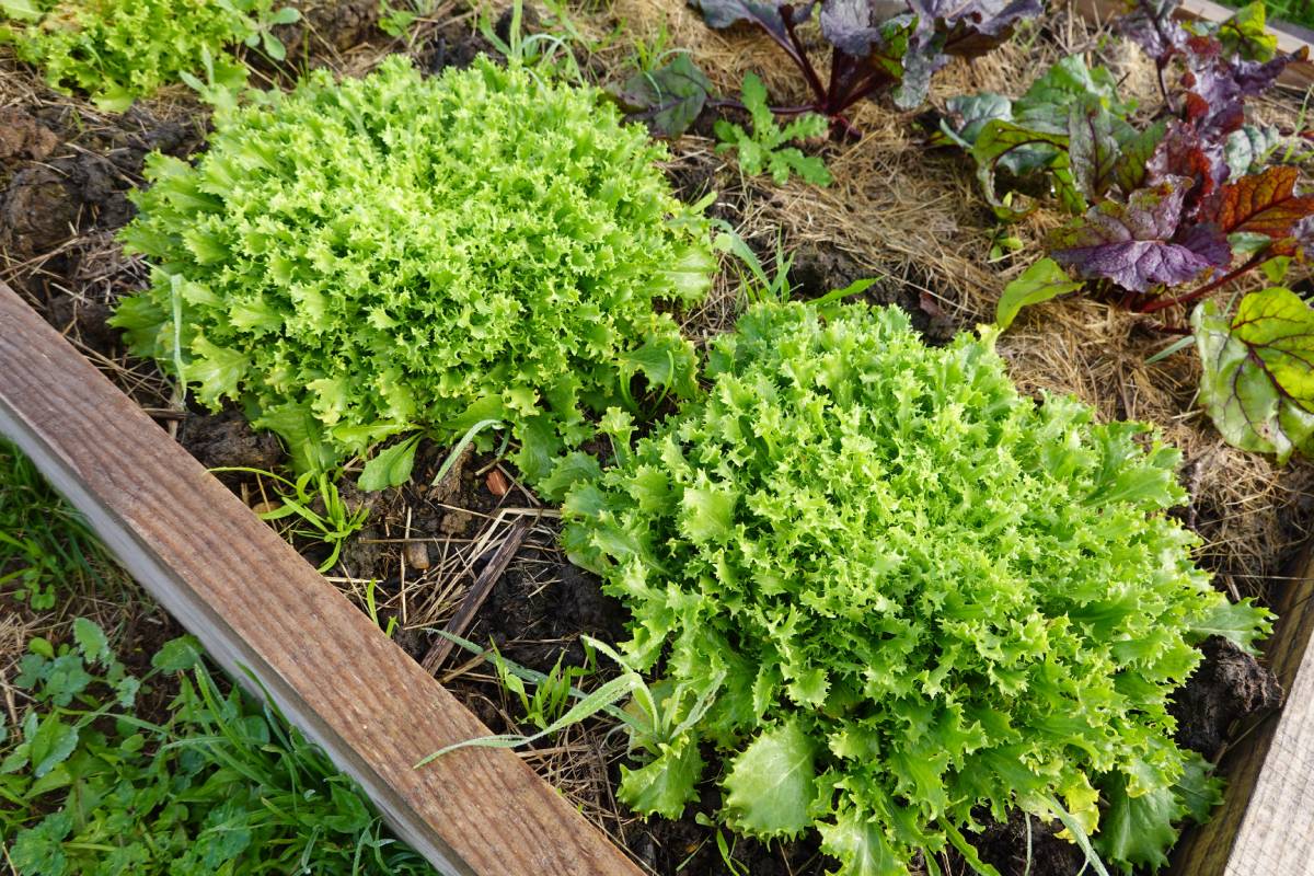 The secret of the autumn vegetable garden? Two vegetables that love partial shade