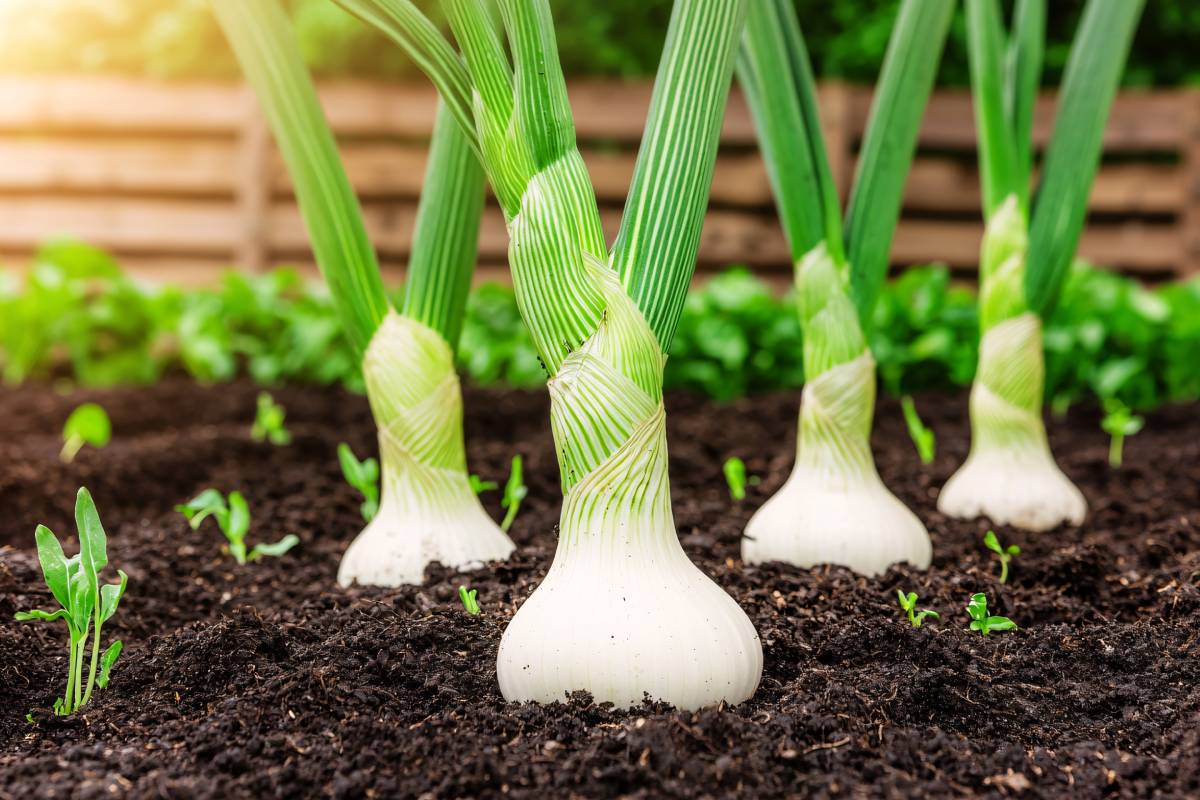 Leeks, among the 7 vegetables for autumn gardening for beginners