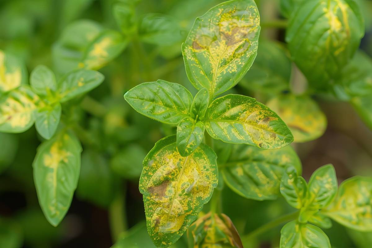 Yellow basil leaves: how to fix it