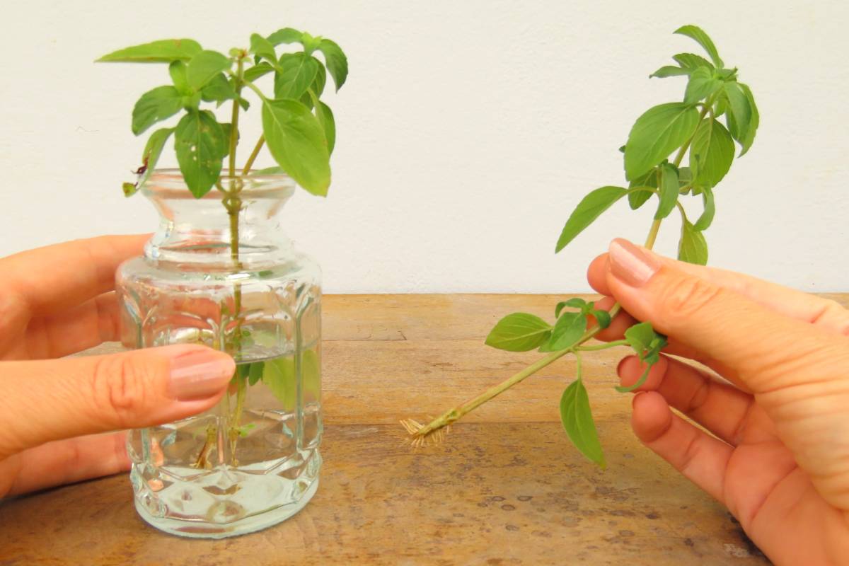 Basil cloth to prevent it from dying in autumn