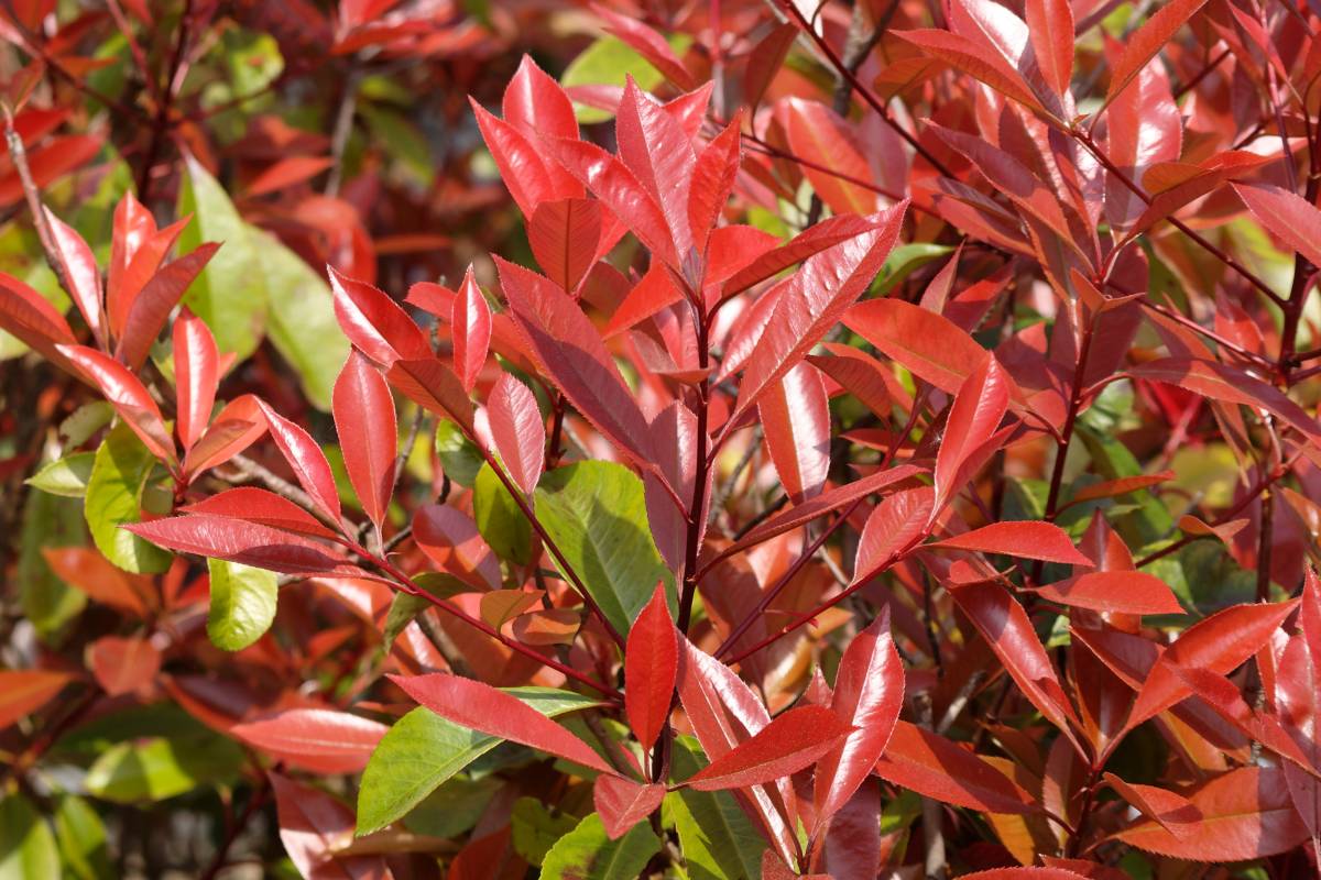 Photinia hedge