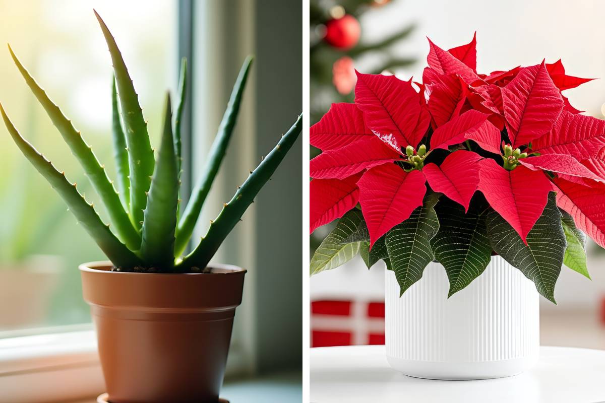 Aloe vera and Christmas star 