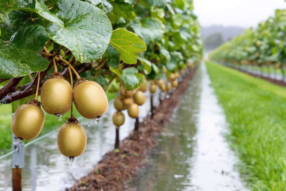 Kiwi crops