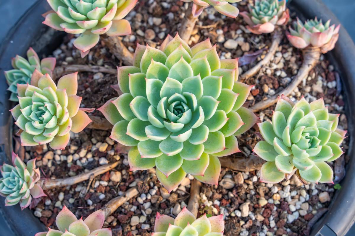 Echeveria elegans
