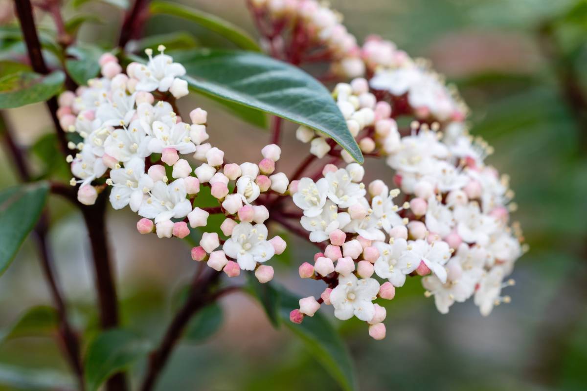 Viburnum vat, evergreen plant