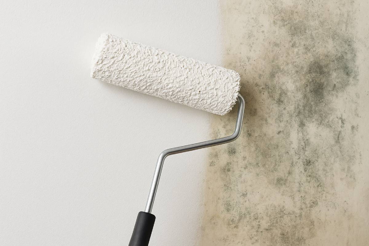 Treated damp wall: differences between anti-mold and breathable paint and when to use it