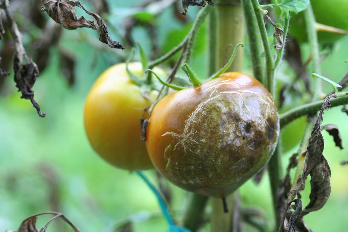 Tomato downy mildew
