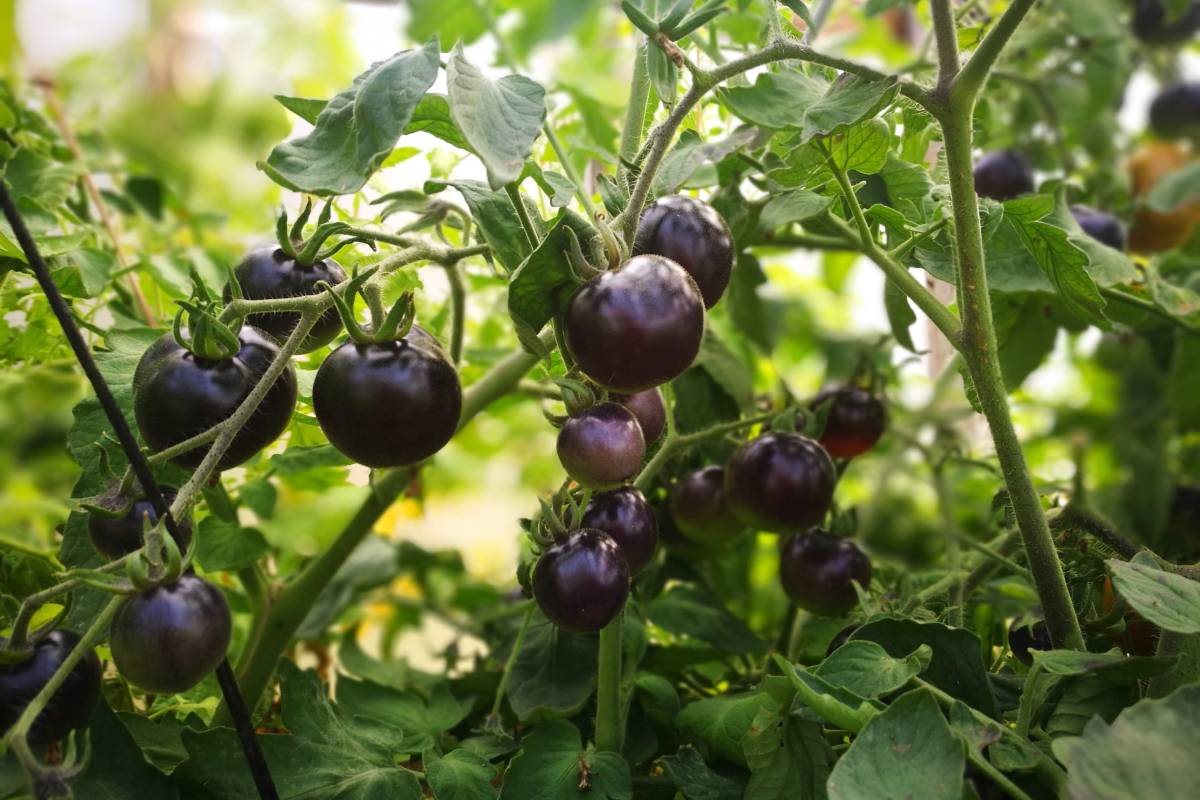 Purple tomatoes
