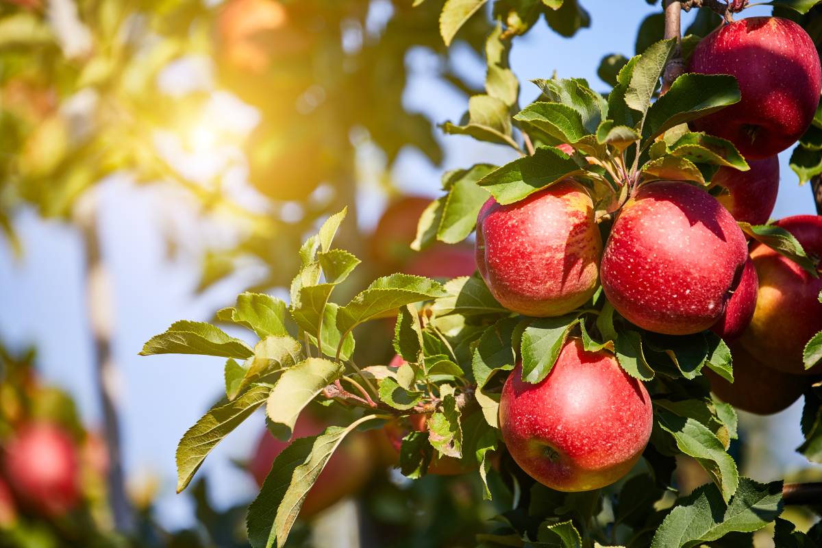 Apples on the tree