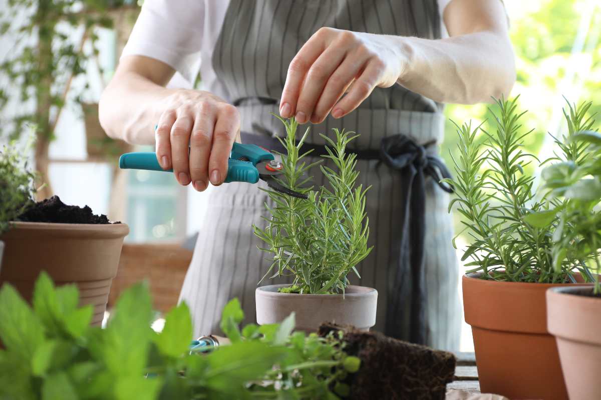 Care of aromatic plants in autumn
