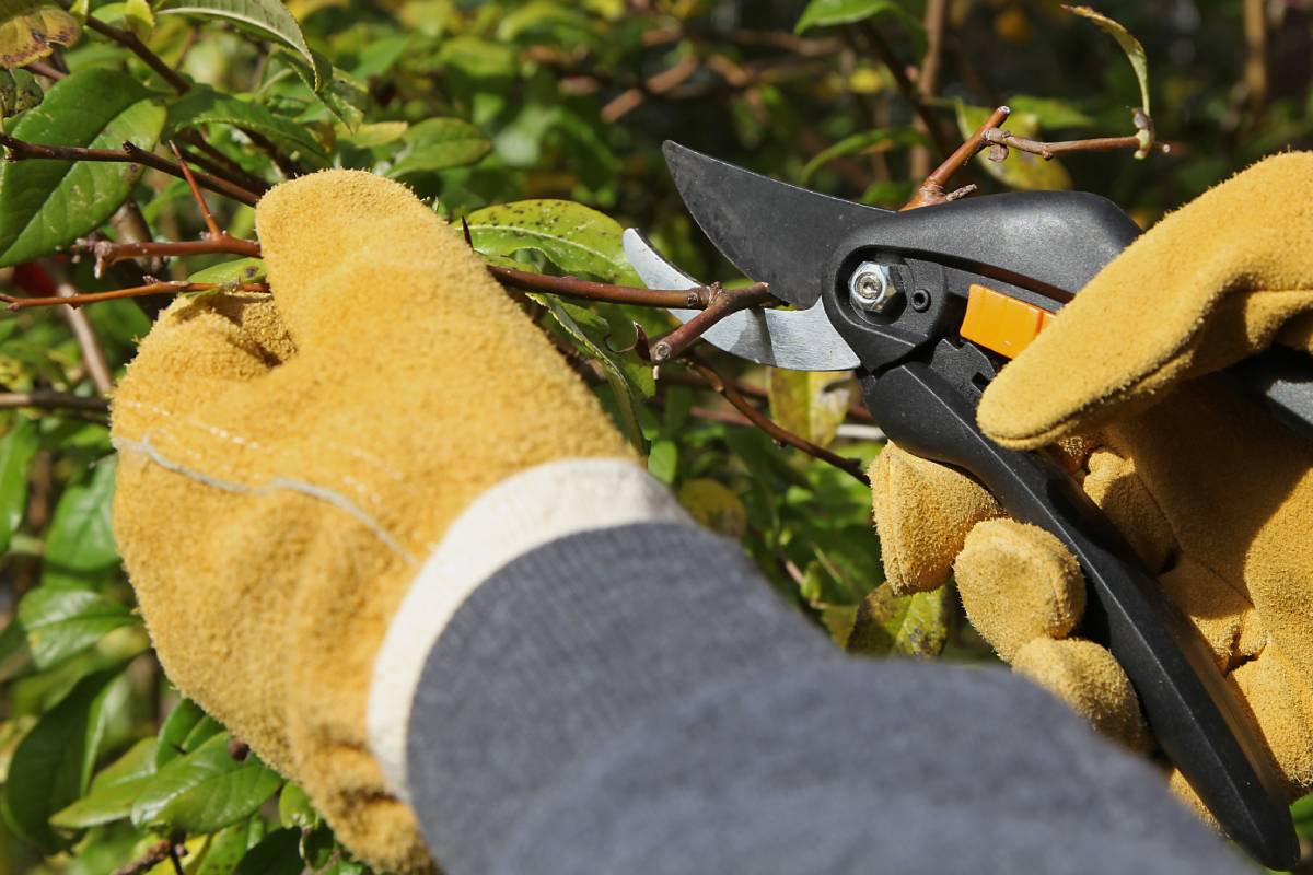 Portation of the photinia