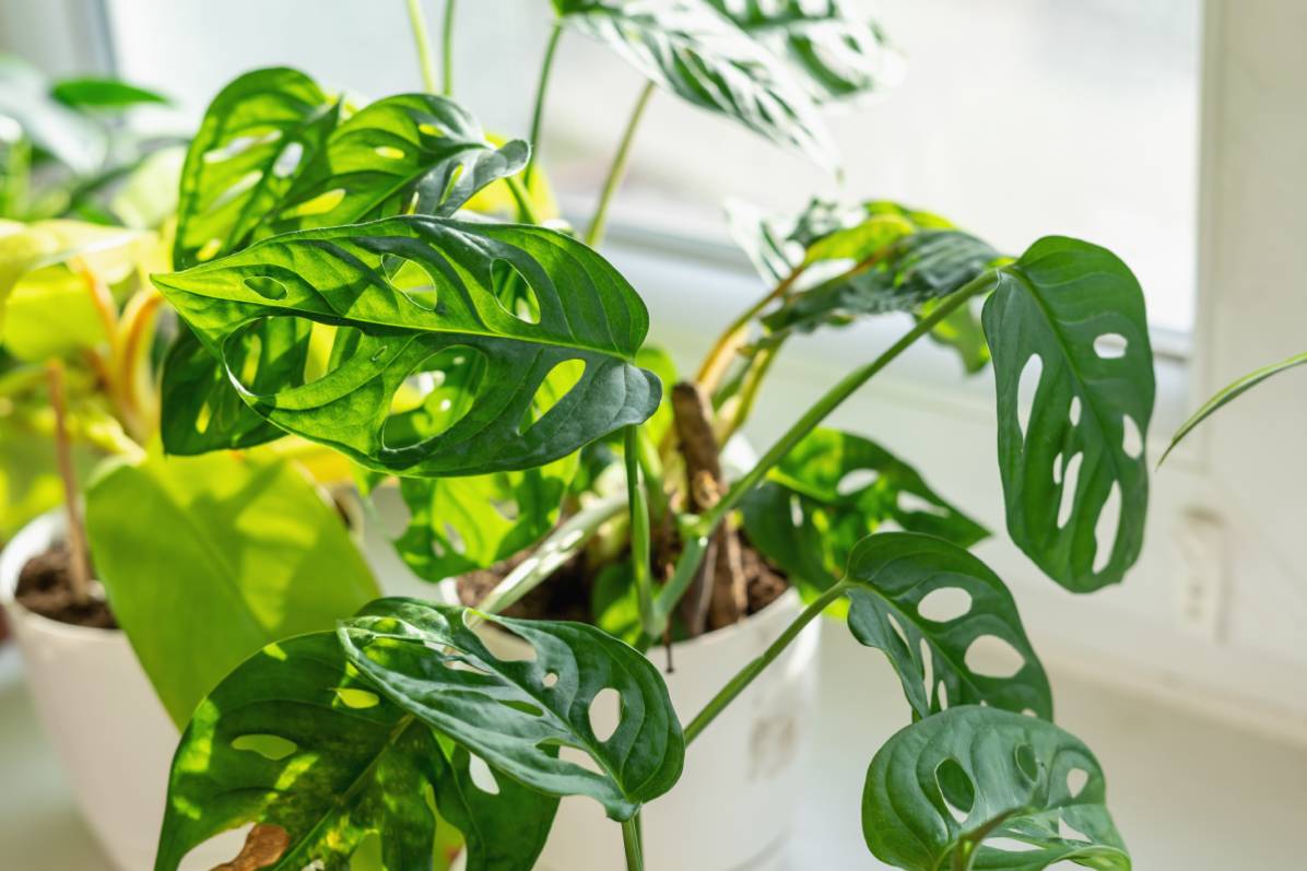 Monstera in the sun