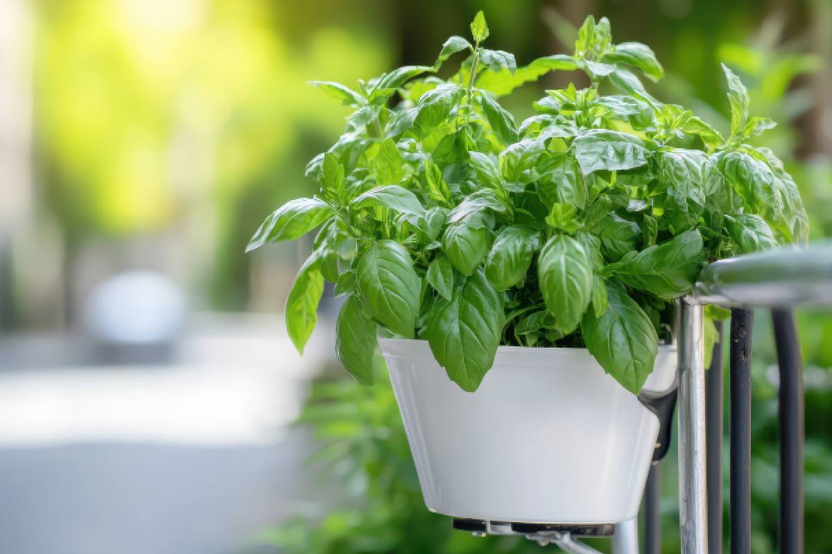 Basil on the balcony: this in 3 steps