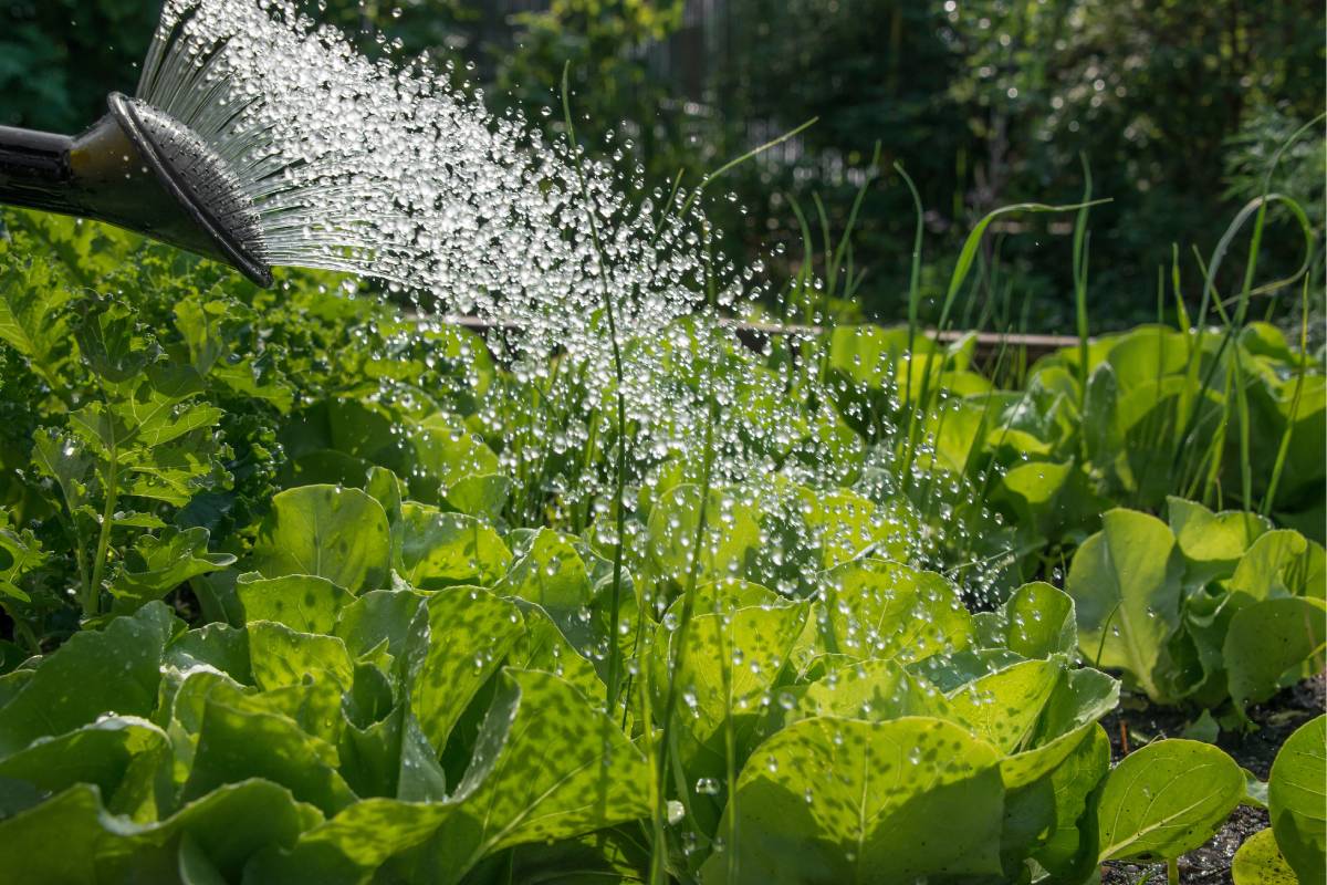 Irrigation of the vegetable garden