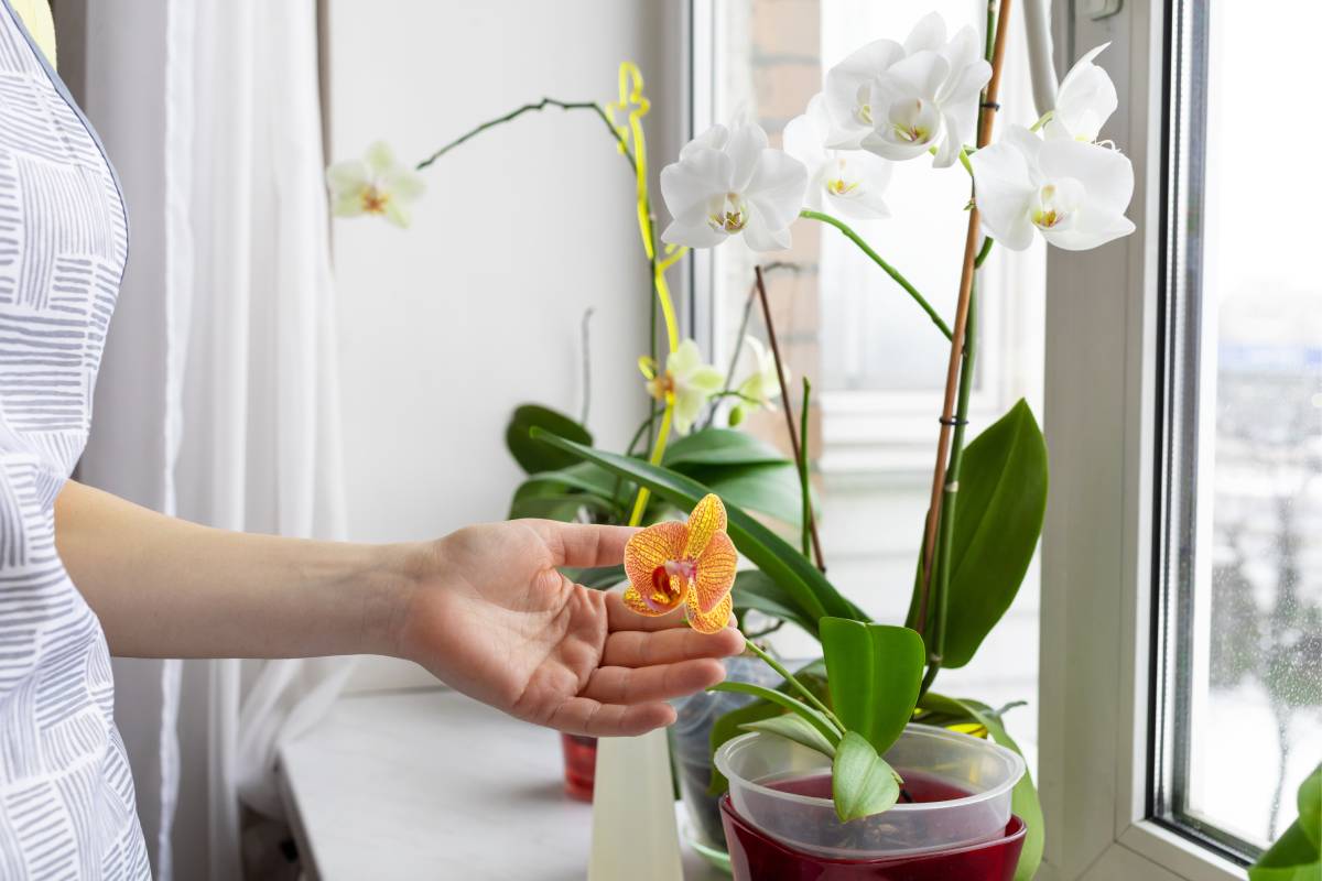 Woman with orchids on a window sill