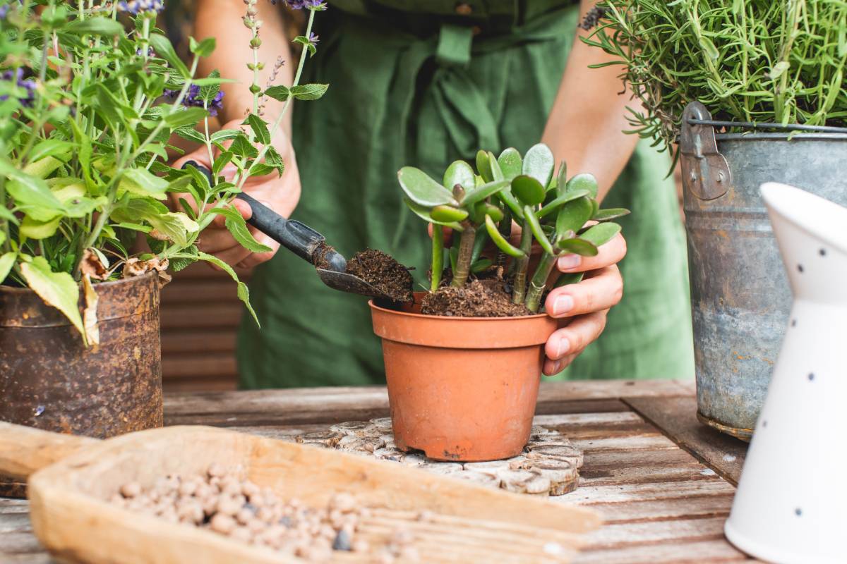 Donna changes the soil on the jade tree