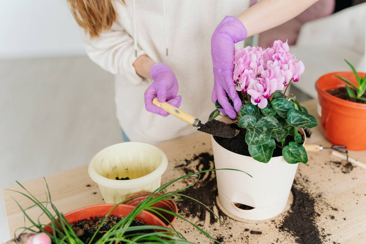 Woman who repotted the cyclamen