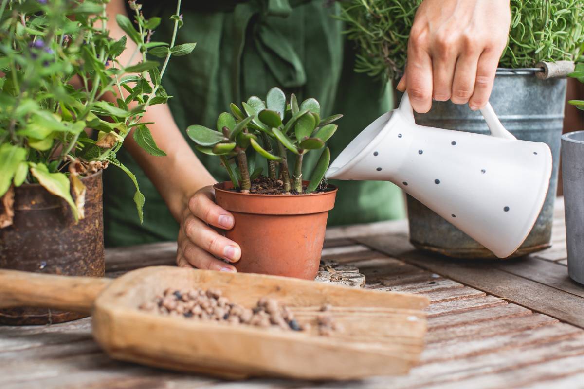 Woman waters the jade tree