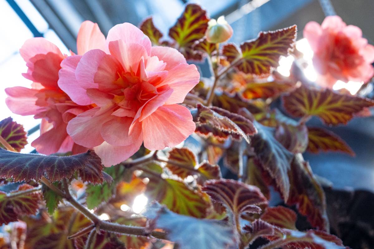 tuberous begonia
