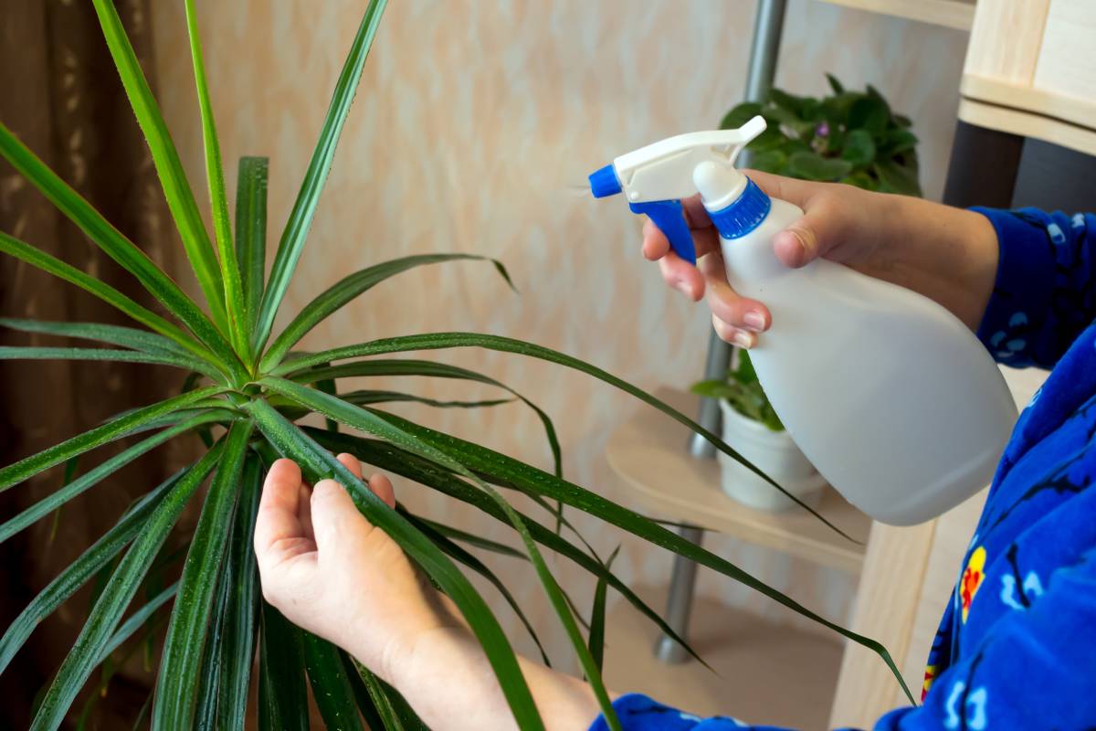 Dracaena watering 