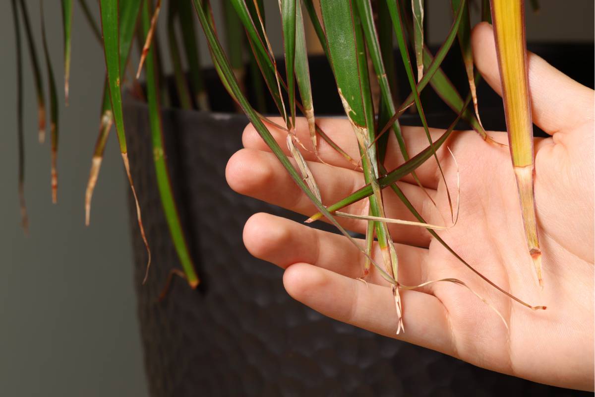 Dracaena yellow and dry leaves