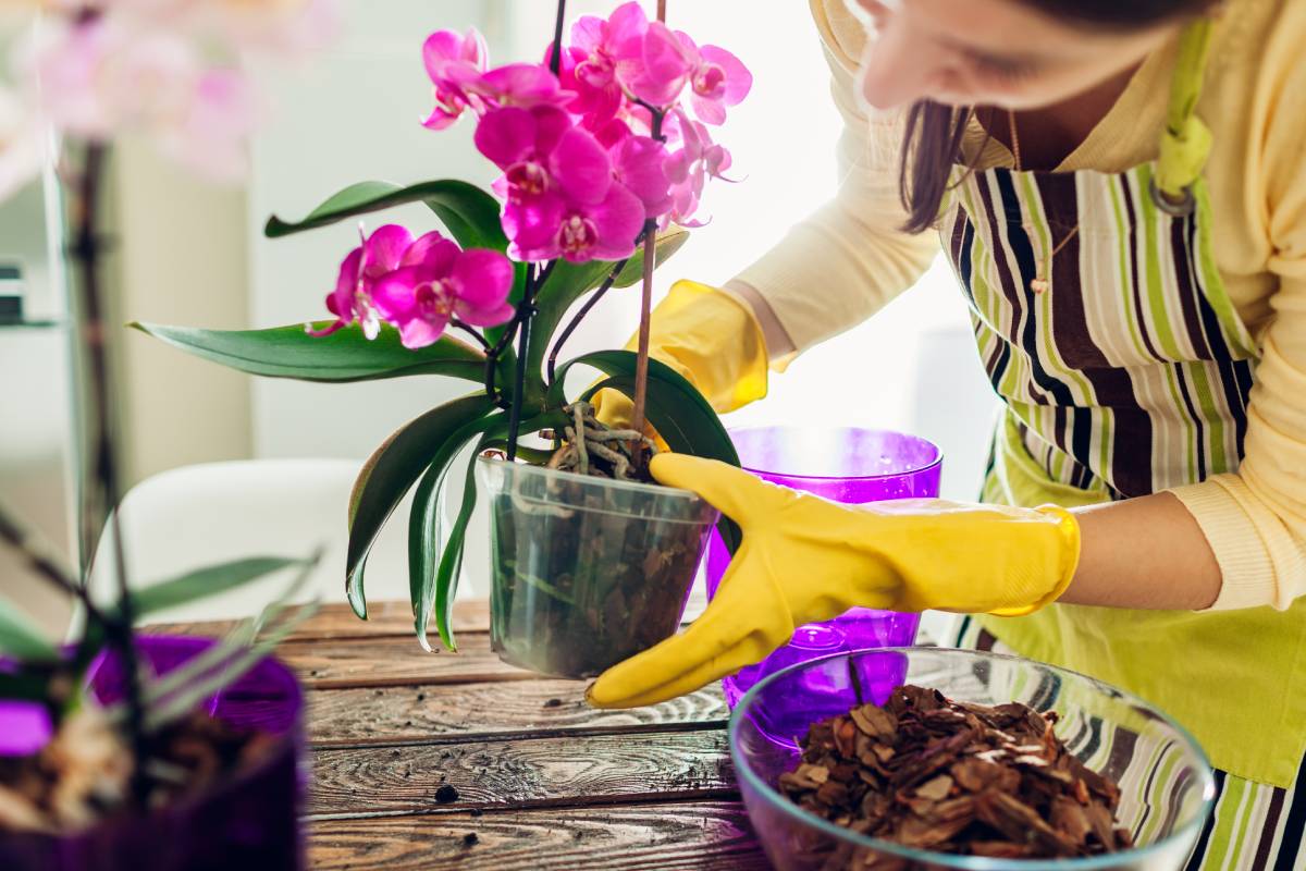 Woman repotting orchids
