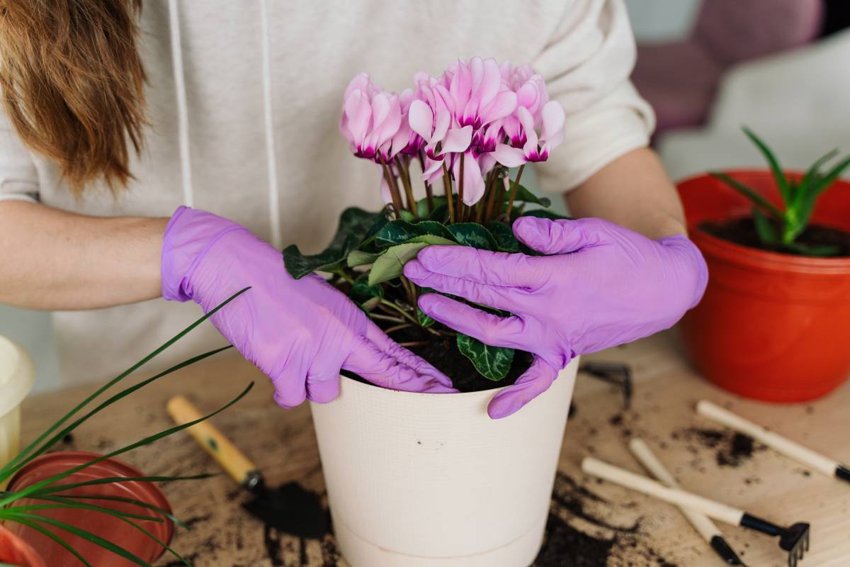 Control of the cyclamen soil