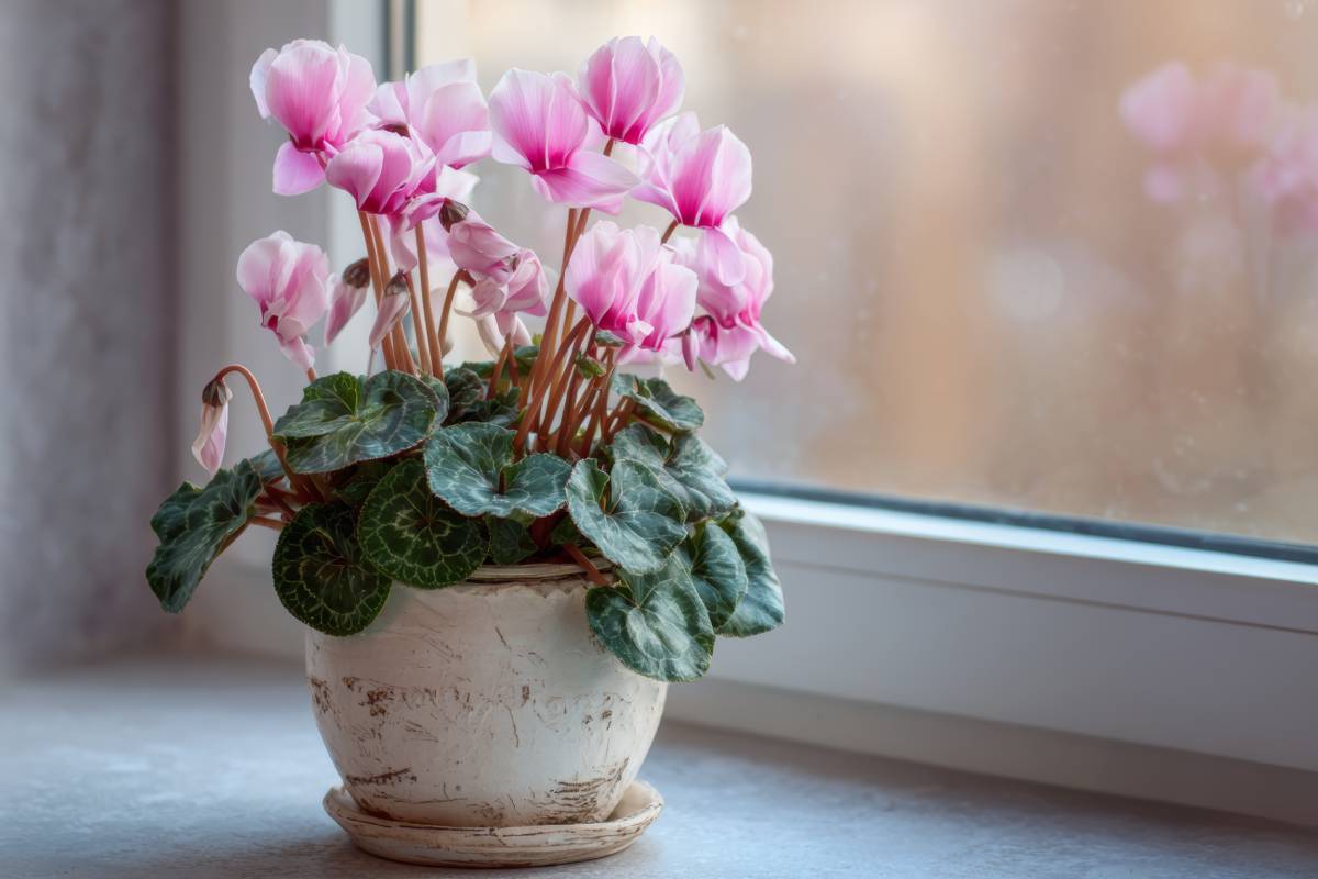 Cyclamen in front of the window