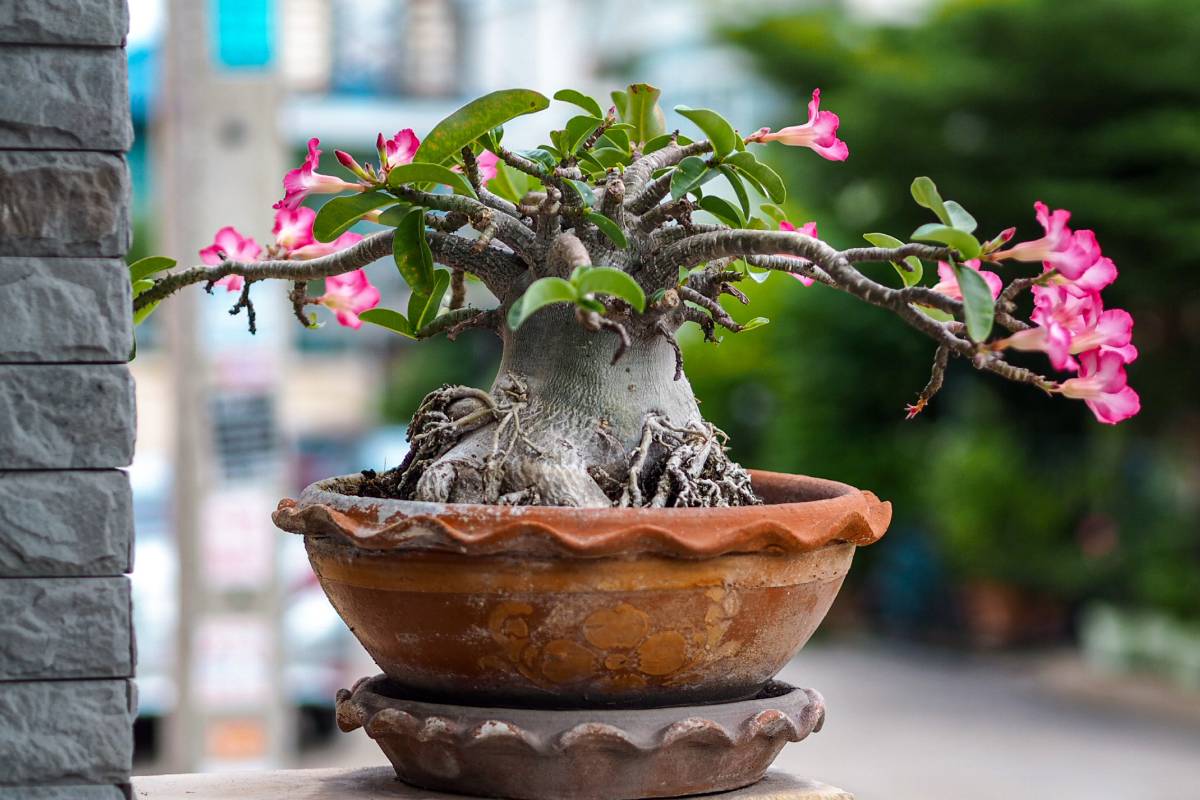 Desert rose in terracotta pot