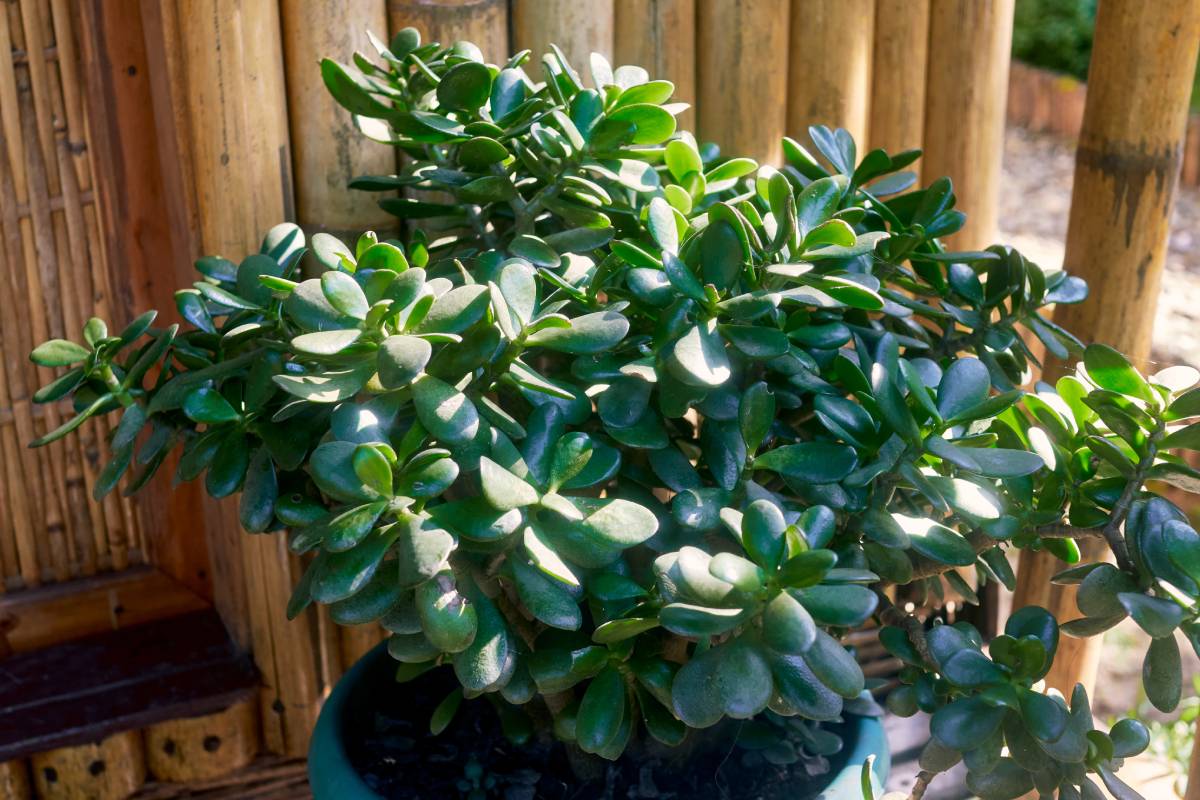 Crassula ovata in Balcone