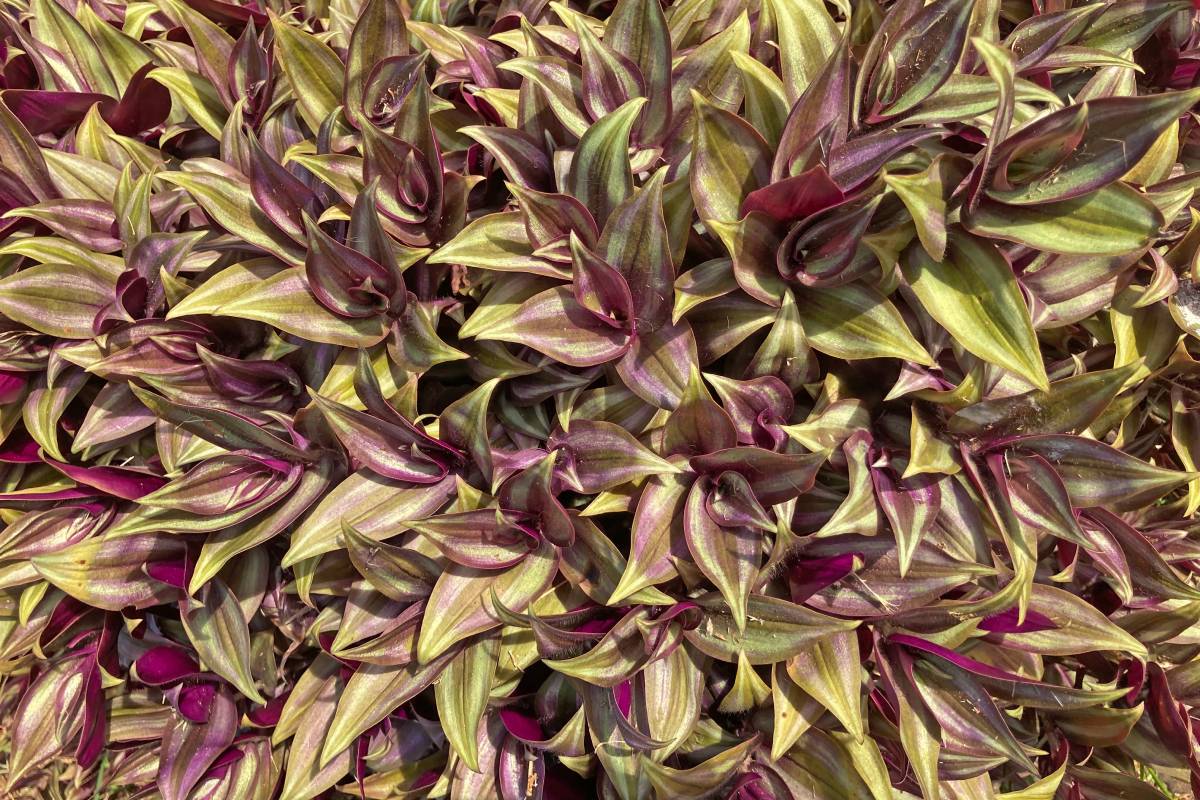 Blooding leaves of Tradescantia Zebrina