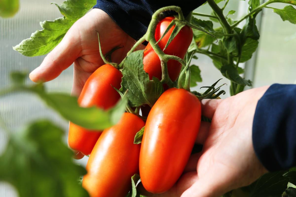 San Marzano tomatoes