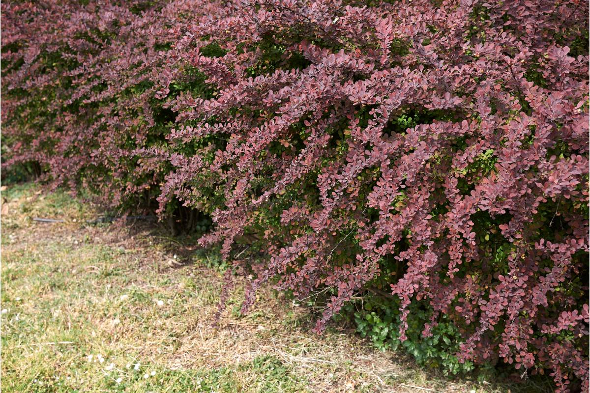 Berberis thunbergii