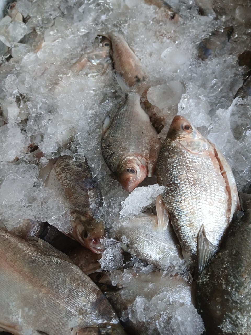 500 kilos of branquinha are brought from Amazonas to the Sena Madureira market