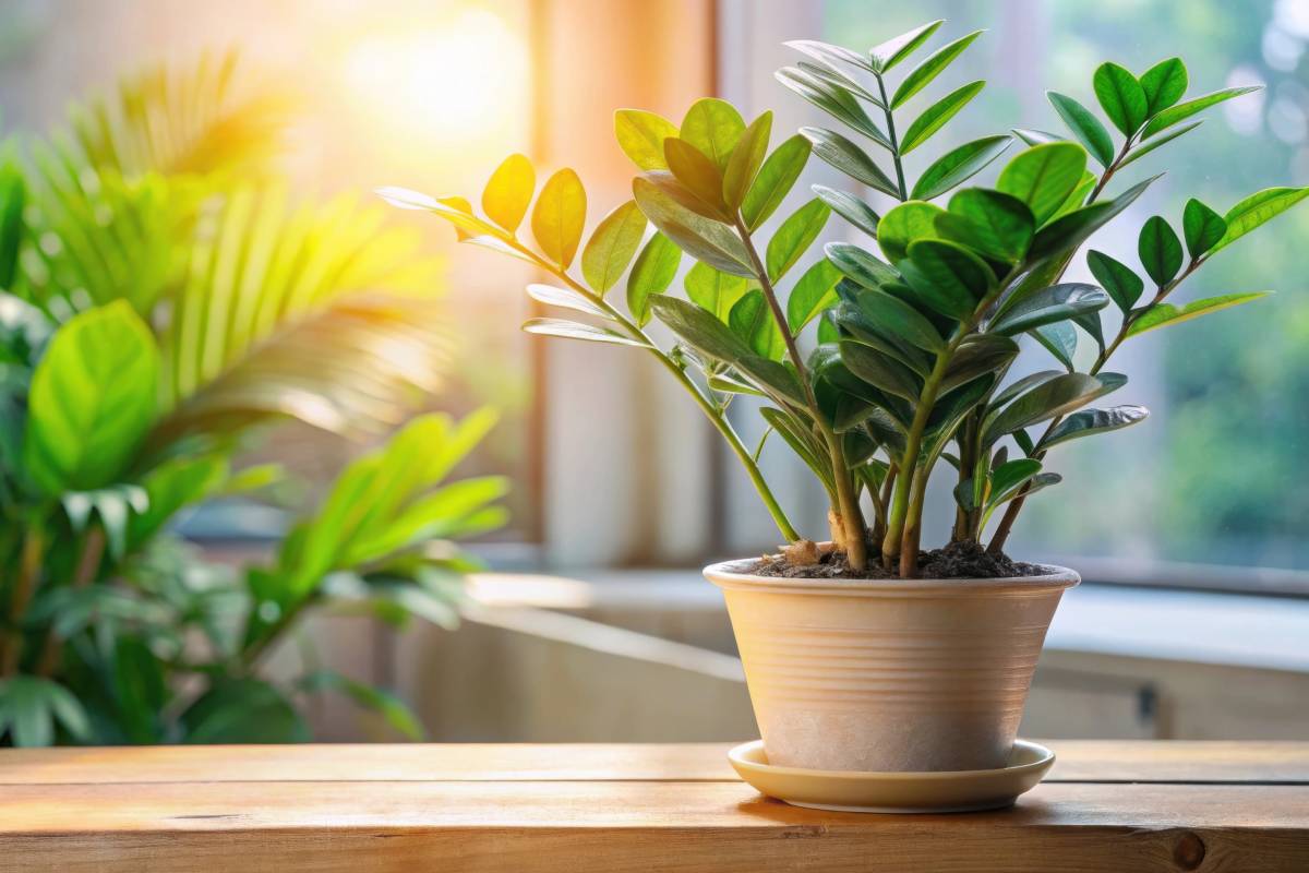 Zamioculcas in a white pot: the benefits in the bedroom