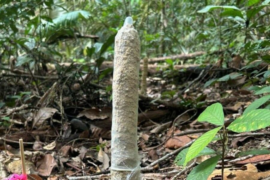 Scientists uncover secrets of cicadas in the Amazon with the help of condoms