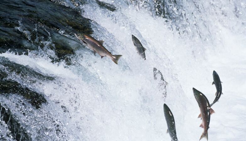 75,000 salmon escaping in Scotland: it's more dangerous than it seems