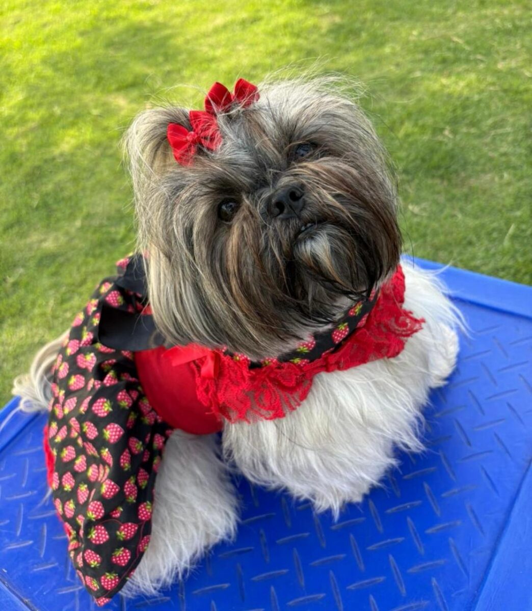 Company promotes 'Crazy Hair Day' and encourages owners and pets with creative hairstyles